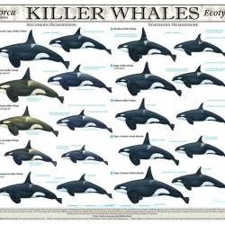    / Swimming with Killer Whales (2012) WEBRip