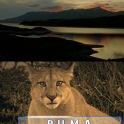 :   / Puma: Lion Of The Andes (2014) SATRip