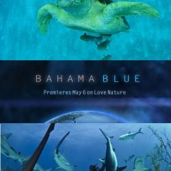   / Bahama Blue (2014) HDTV720-  2