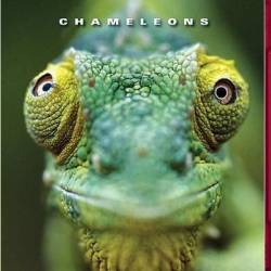   / Chameleons of the world (2011) HDTVRip 720p