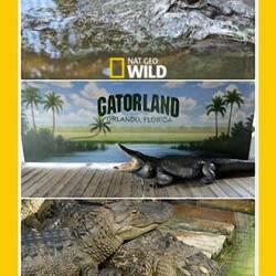  -.   / Wild Southwest. Gatorlands (2017) HDTV 1080i