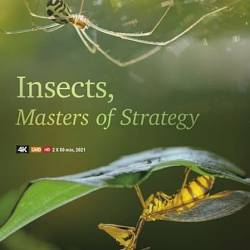     / Insects, Geniuses Strategy (2021) HDTVRip 720p - , , , 