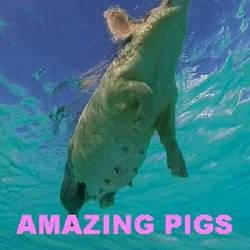   / Amazing Pigs / Die fabelhafte Welt der Schweine (2018) HDTV 1080i