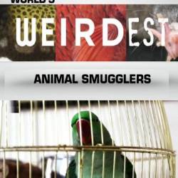     :   / World's Weirdest: Animal Smugglers (2013) SATRip