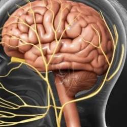 Cranial Nerve Masterclass: Learn Fast, Examine Smarter