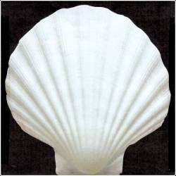 Riva - L'amante Infelice (2025)