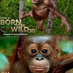 IMAX:    / IMAX: Born to Be Wild (2011) BDRip (AVC)