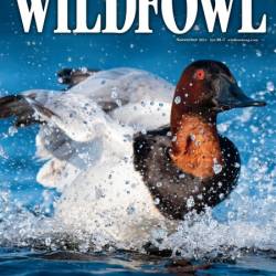 Wildfowl - November 2024