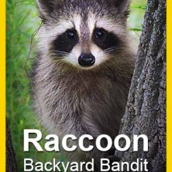 National Geographic:   / National Geographic: Raccoon. Backyard Bandit (2014) HDTV 720p