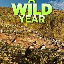      / A Wild Year (2020) HDTVRip 720p