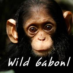   / Wild Gabonl (2013) HDTVRip (720p)