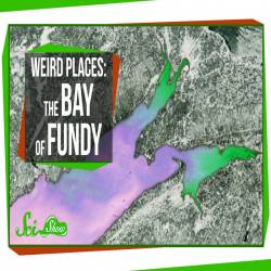  .     / Bay of Fundy. The World's Highest Tides (2014) SATRip