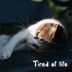 Tired Of Life (2024) FLAC - Pop