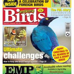 Cage & Aviary Birds - 18 December 2024