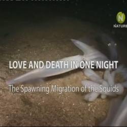     -    / The Spawning Migration of the Squids (2011) SATRip-AVC