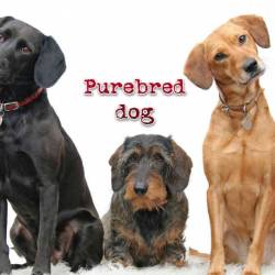   ( 1-10) / Purebred dog (1999-2000) SATRip