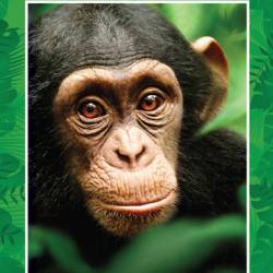  / Chimpanzee (2012) HDRip