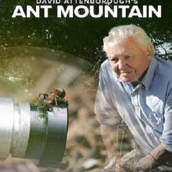      / David Attenborough's Ant Mountain (2017) HDTV 1080i