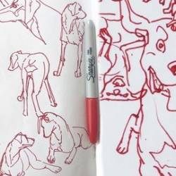 Udemy - Draw Dogs With Or Without Reference