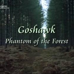 -:   / Goshawk: Phantom of the Forest (2007) SATRip