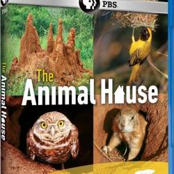 PBS:  -   / PBS: Nature - The Animal House (2011) BDRip