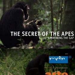  .   / The Secret of the Apes - Narrowing the GAP (2013) HDTVRip (720p)