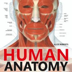 Human Anatomy - DK