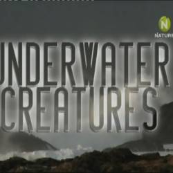   / Underwater Creatures (2011) SATRip-AVC