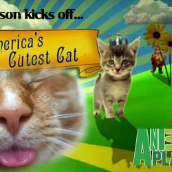 Animal Planet:     (1-7 ) / Animal Planet: America's Cutest (2010-2013) TVRip