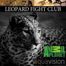     / Leopard Fight Club (2013) HDTV 1080i