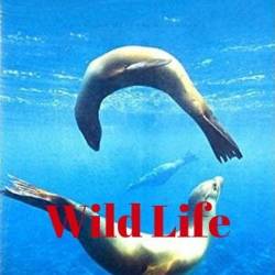  :   / Wild Life: Resurrection Island (2018) HDTV 1080i