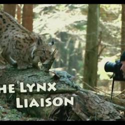 .     / The Lynx Liaison (2010) IPTVRip