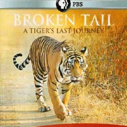 PBS:  .    / PBS: Nature - Broken Tail: A Tigers Last Journey (2011) BDRip
