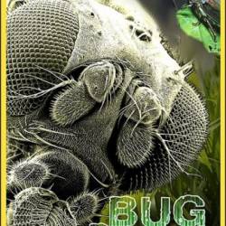 National Geographic:    / National Geographic: Bug Brother (2007) HDTVRip (AVC)