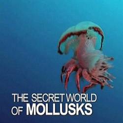    / The Secret World Of Mollusks (2013) SATRip