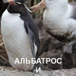     / The Albatross and the Rockhopper Penguin (2018) HDTV 1080i