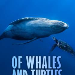     / Of Whales and Turtles ( ) (2020) 