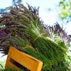 Aromatherapy- Using Essential Oils For Natural Living (5 CE)