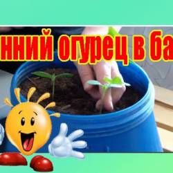 Ранний огурец в баке (2013) DVDRip