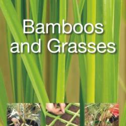 Bamboos and Grasses: Simple Steps to Success - Jon Ardle