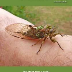 Trout Fisher - Issue 195 Summer 2025