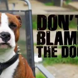    / Don't Blame the Dog (1-6   6) (2012) SATRip