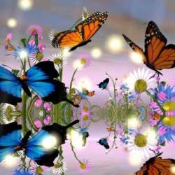 Butterflies -  