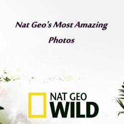 NG:    (19   19) / Nat Geo's Most Amazing Photos (2009-2011) TVRip
