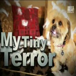   .   / My Tiny Terror (2014) SATRip