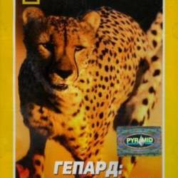 National Geographic. :   / Cheetahs. The Deadly Race (2002) DVDRip