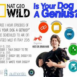    ? (3 ) / Your dog genius? (Is your dog a genius?) (2014) TVRip