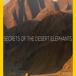  -    / Secrets of The Desert Elephants (2013) HDTV (1080i)