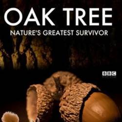  -   / Oak Tree: Nature's Greatest Survivor (2016) HDTVRip (720p)