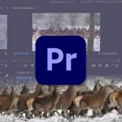 Learn Premiere Pro: Video Editing for Absolute Beginners